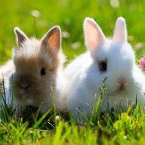 Meet your Posher, Paula